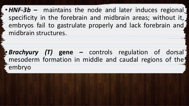 teratogensis caudal dysgenesis sirenomelia A case of partial sirenomelia and possible vitamin a teratogenesis prenatal diagnosis 1985 5: 35-40 7 wei x, sulik kk pathogenesis of caudal dysgenesis . teratogensis caudal dysgenesis sirenomelia A case of partial sirenomelia and possible vitamin a teratogenesis prenatal diagnosis 1985 5: 35-40 7 wei x, sulik kk pathogenesis of caudal dysgenesis .