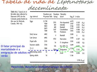 Parasitoide, Myiopharus (Dorpyphorophaga) doryphorae
O fator principal da
mortalidade é a
emigração de adultos no
verão
Tabela de vida de Leptinotarsa
decemlineata
 