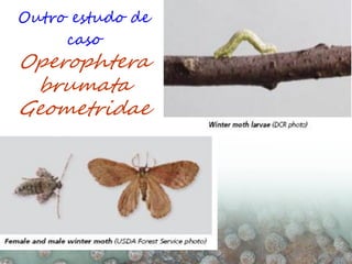 Outro estudo de
caso
Operophtera
brumata
Geometridae
 