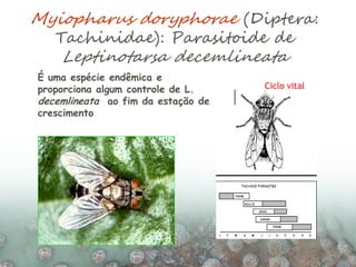 Myiopharus doryphorae (Diptera:
Tachinidae): Parasitoide de
Leptinotarsa decemlineata
Ciclo vital
É uma espécie endêmica e
proporciona algum controle de L.
decemlineata ao fim da estação de
crescimento
 
