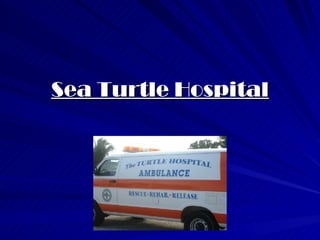 Sea Turtle Hospital 