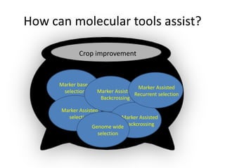 How can molecular tools assist?
Marker based
selection
Marker Assisted
selection
Marker Assisted
Backcrossing
Marker Assisted
Backcrossing
Marker Assisted
Recurrent selection
Genome wide
selection
Crop improvement
 