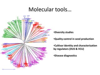 Molecular tools…
•Diversity studies
•Quality control in seed production
•Cultivar identity and characterization
by regulators (DUS & VCU)
•Disease diagnostics
 