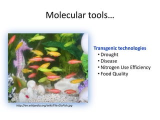 Molecular tools…
http://en.wikipedia.org/wiki/File:GloFish.jpg
Transgenic technologies
• Drought
• Disease
• Nitrogen Use Efficiency
• Food Quality
 