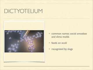 DICTYOTELIUM
common names: social amoebae
and slime molds 	

feeds on ecoli 	

recognized by slugs
 