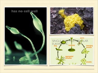 has no cell wall
lives in moist climates with decaying 	

vegetation
SINGLE AND MULTICELULAR	

EUKARYOTIC
 