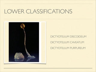 LOWER CLASSIFICATIONS
DICTYOTELIUM DISCOIDEUM 	

!
DICTYOTELIUM CAVEATUM 	

!
DICTYOTELIUM PURPUREUM
 