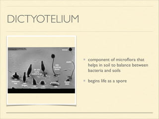 DICTYOTELIUM
component of microﬂora that
helps in soil to balance between
bacteria and soils 	

begins life as a spore
 