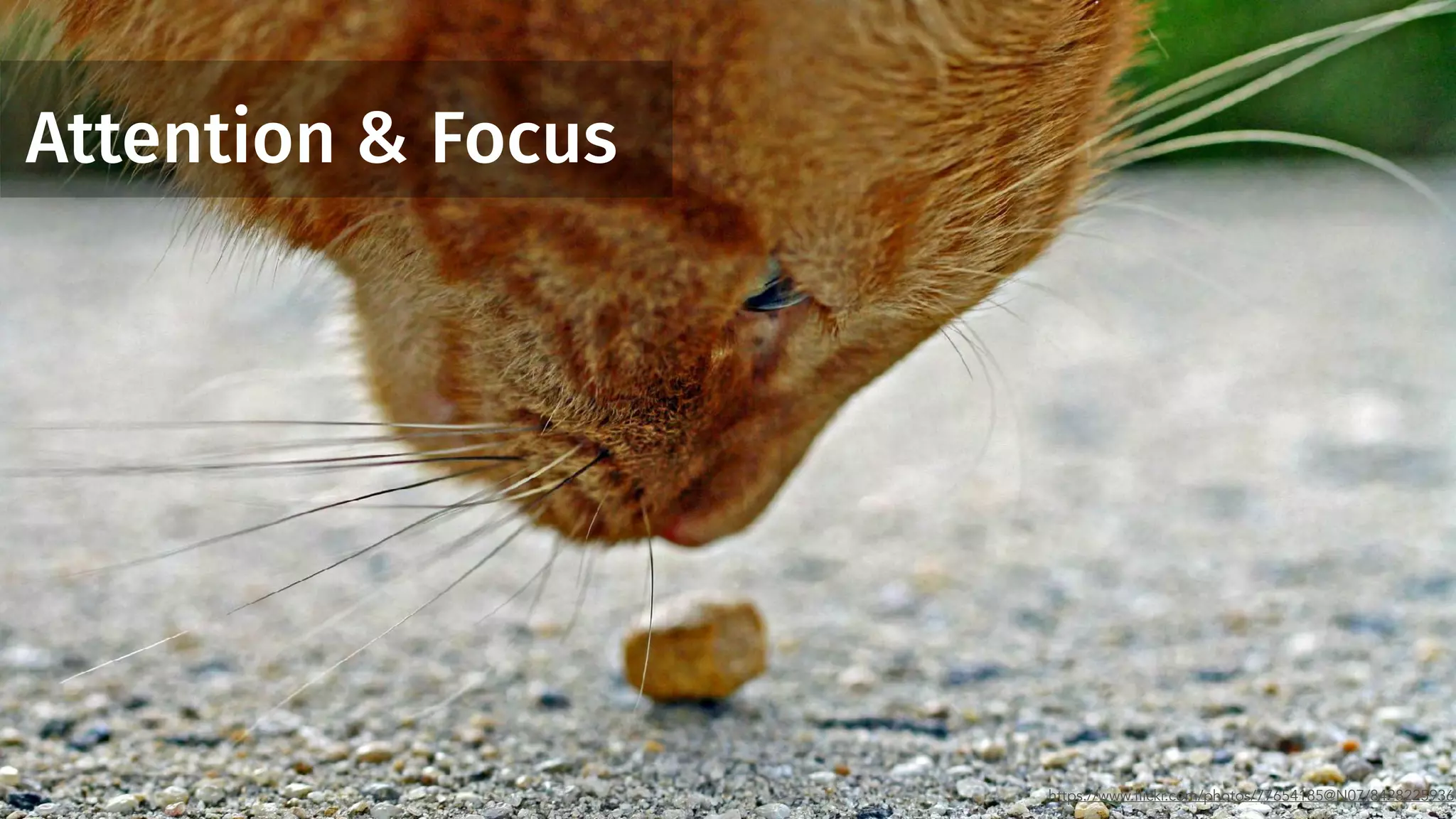 Attention & Focus
https://www.flickr.com/photos/77654185@N07/8428225936
 