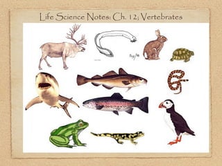 Life Science Notes: Ch. 12; Vertebrates
 