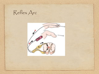 Reflex Arc
 