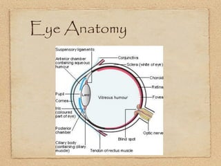 Eye Anatomy
 