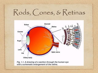 Rods, Cones, & Retinas
 