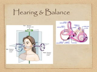 Hearing & Balance
 