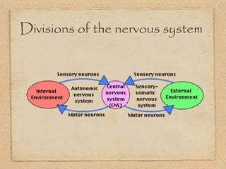 Divisions of the nervous system
 