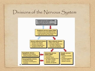 Divisions of the Nervous System
 