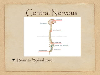 Central Nervous




Brain & Spinal cord.
 