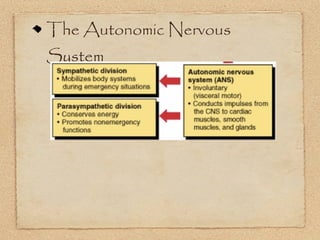 The Autonomic Nervous
System
 