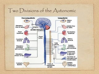 Two Divisions of the Autonomic
 