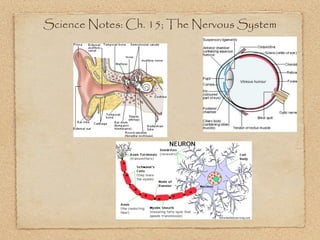 Science Notes: Ch. 15; The Nervous System
 