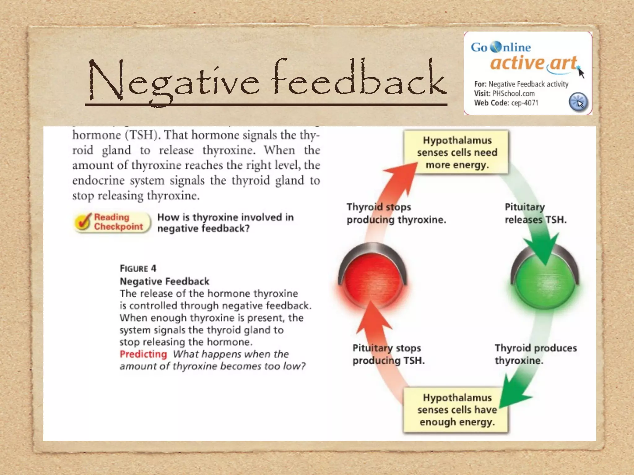 Negative feedback
 