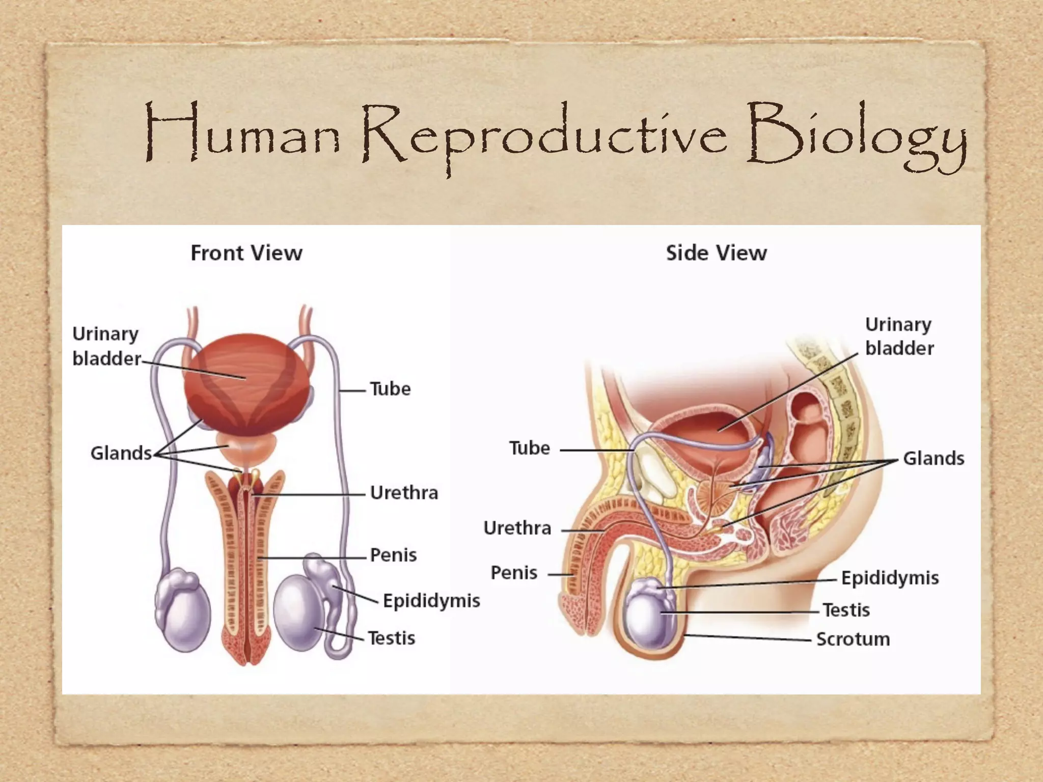 Human Reproductive Biology
 