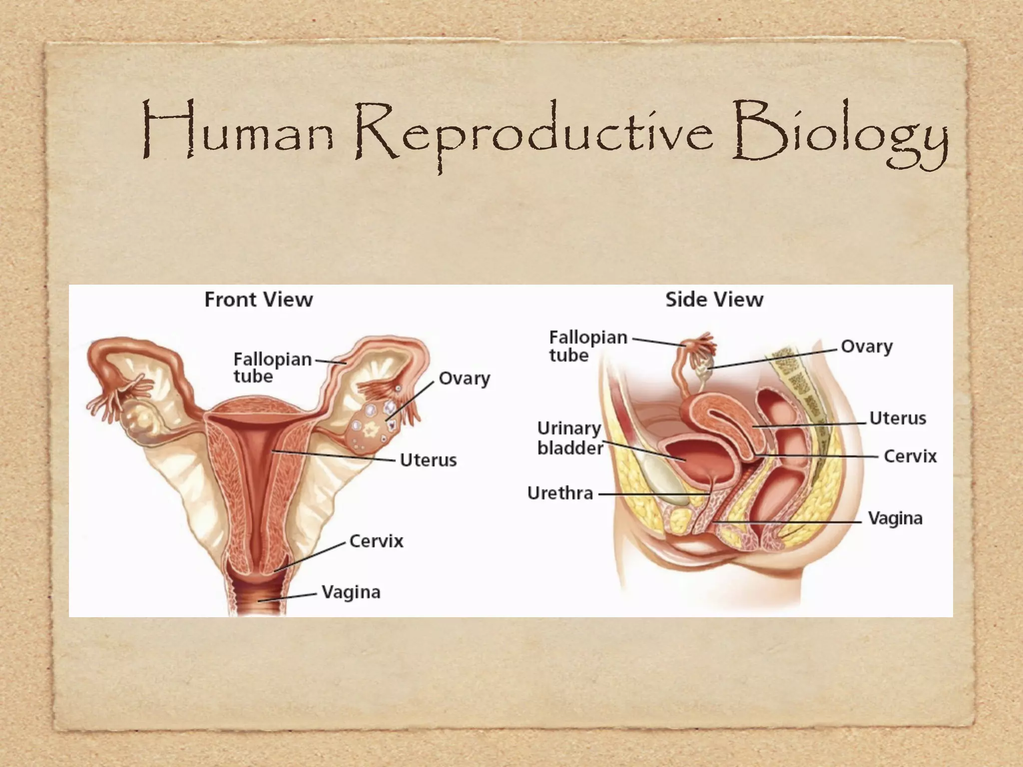 Human Reproductive Biology
 