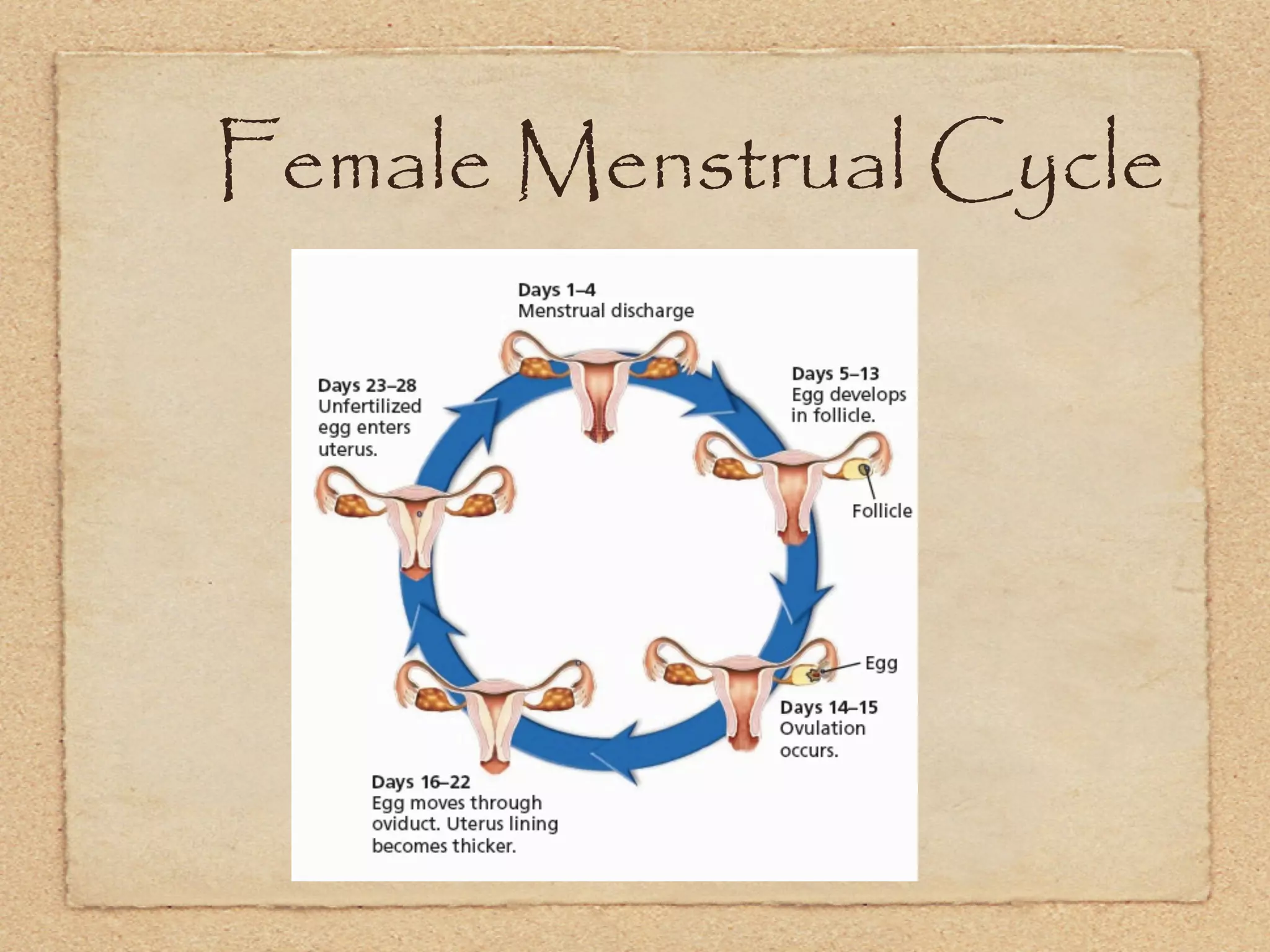 Female Menstrual Cycle
 