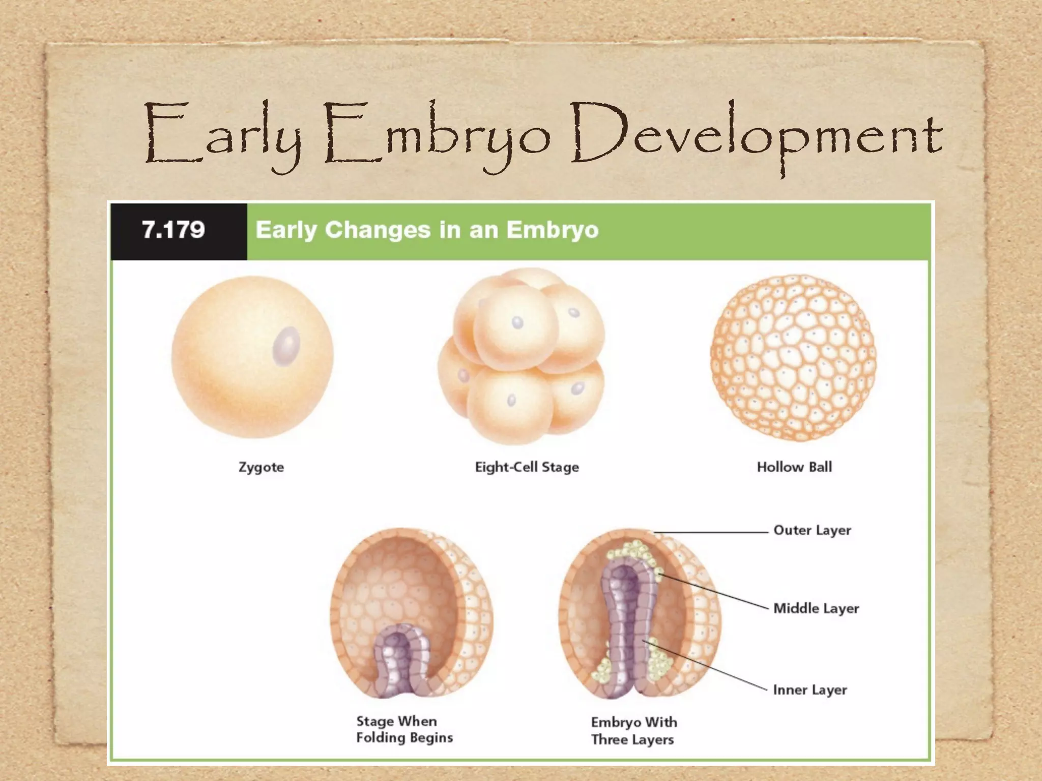 Early Embryo Development
 