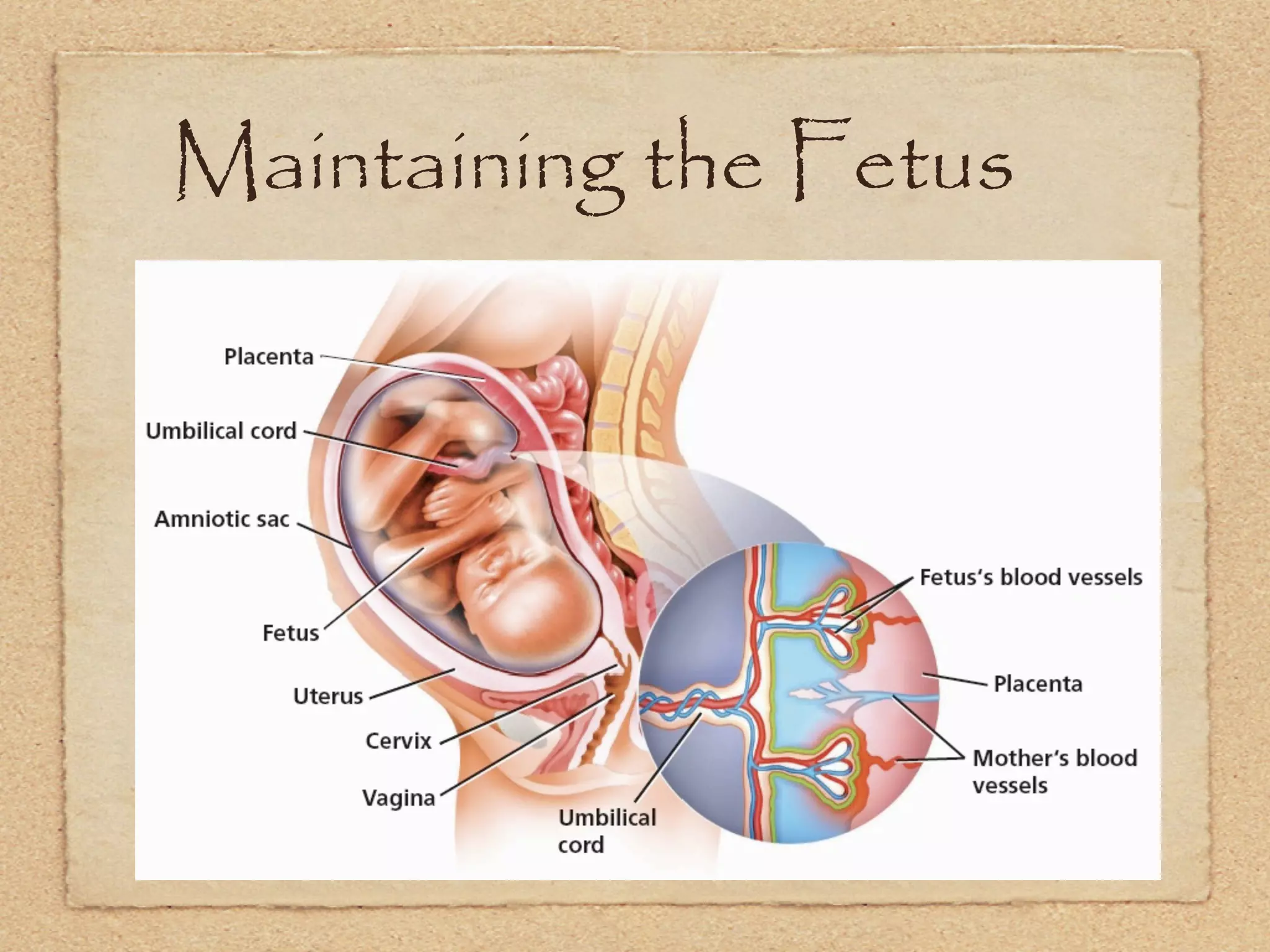 Maintaining the Fetus
 
