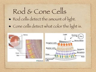 Rod & Cone Cells
Rod cells detect the amount of light.
Cone cells detect what color the light is.
 