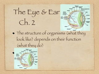 The Eye & Ear
	 Ch. 2
 The structure of organisms (what they
 look like) depends on their function
 (what they do)
 