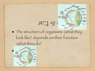 Ch. 2
            The Eye & Ear
The structure of organisms (what they
look like) depends on their function
(what they do)
 