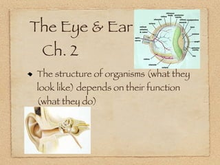 The Eye & Ear
	 Ch. 2
 The structure of organisms (what they
 look like) depends on their function
 (what they do)
 
