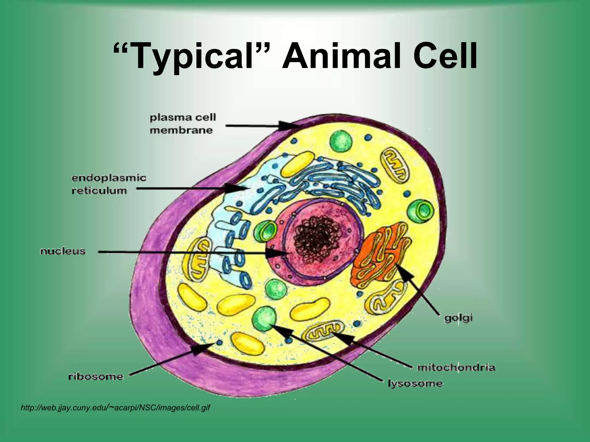 “Typical” Animal Cellhttp://web.jjay.cuny.edu/~acarpi/NSC/images/cell.gif