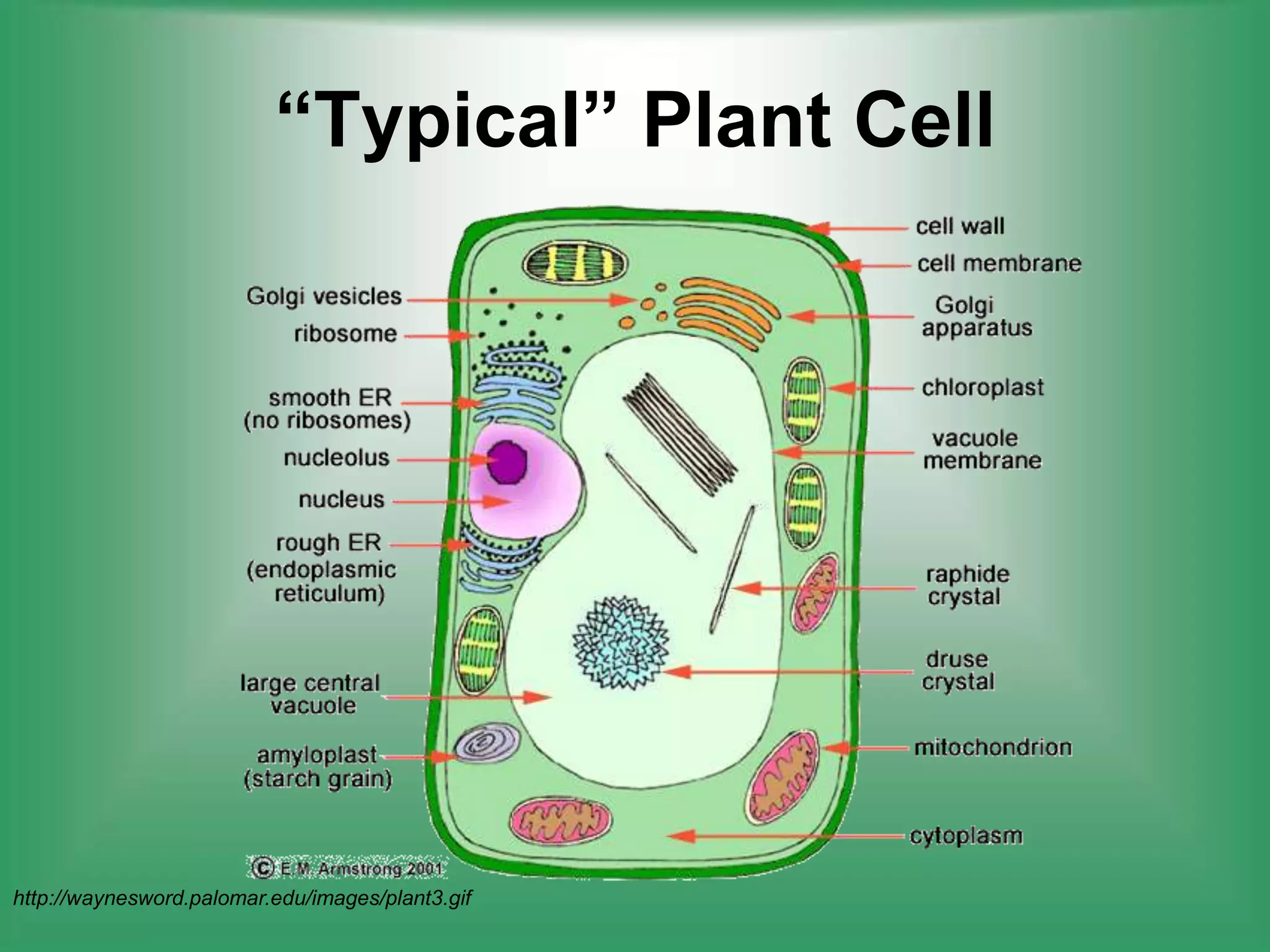 http://waynesword.palomar.edu/images/plant3.gif“Typical” Plant Cell