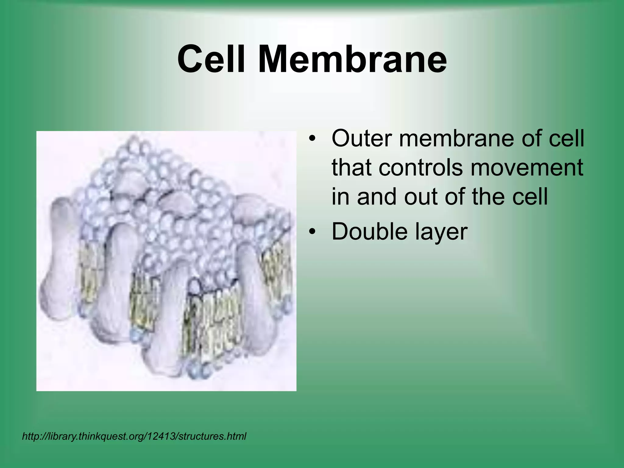 Cell MembraneOuter membrane of cell that controls movement in and out of the cellDouble layer http://library.thinkquest.org/12413/structures.html