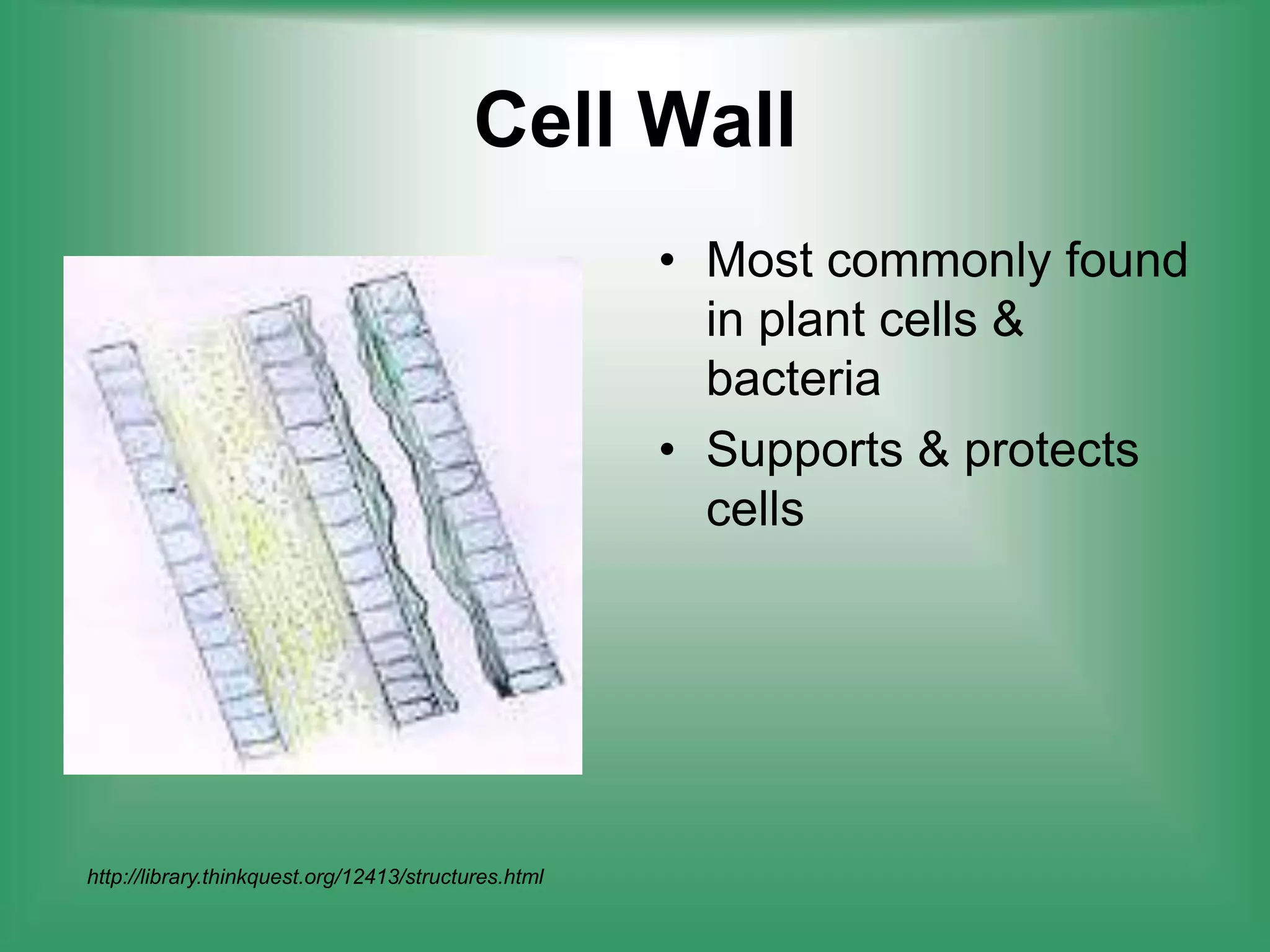Cell WallMost commonly found in plant cells & bacteriaSupports & protects cellshttp://library.thinkquest.org/12413/structures.html