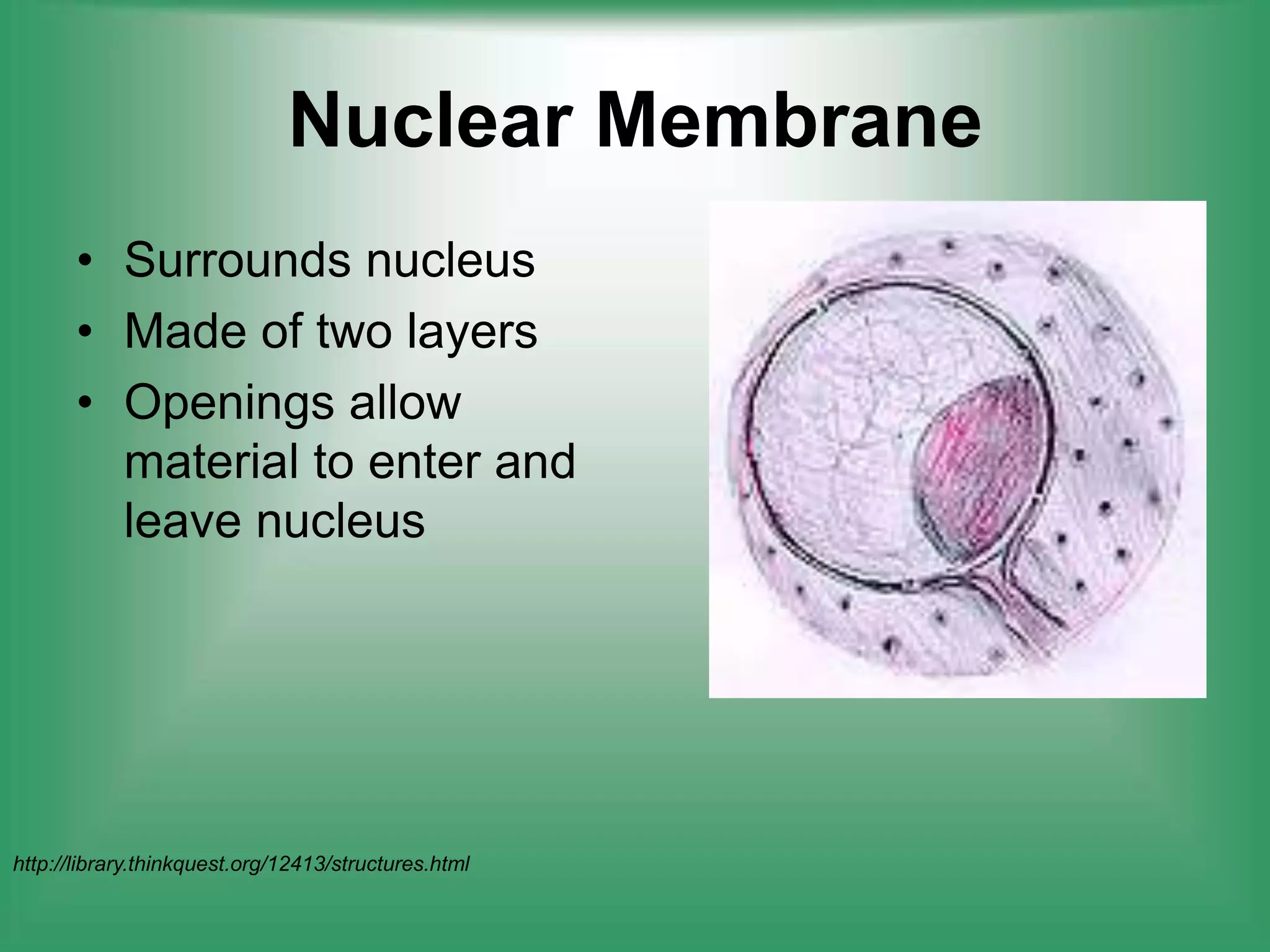 Nuclear MembraneSurrounds nucleusMade of two layersOpenings allow material to enter and leave nucleus http://library.thinkquest.org/12413/structures.html
