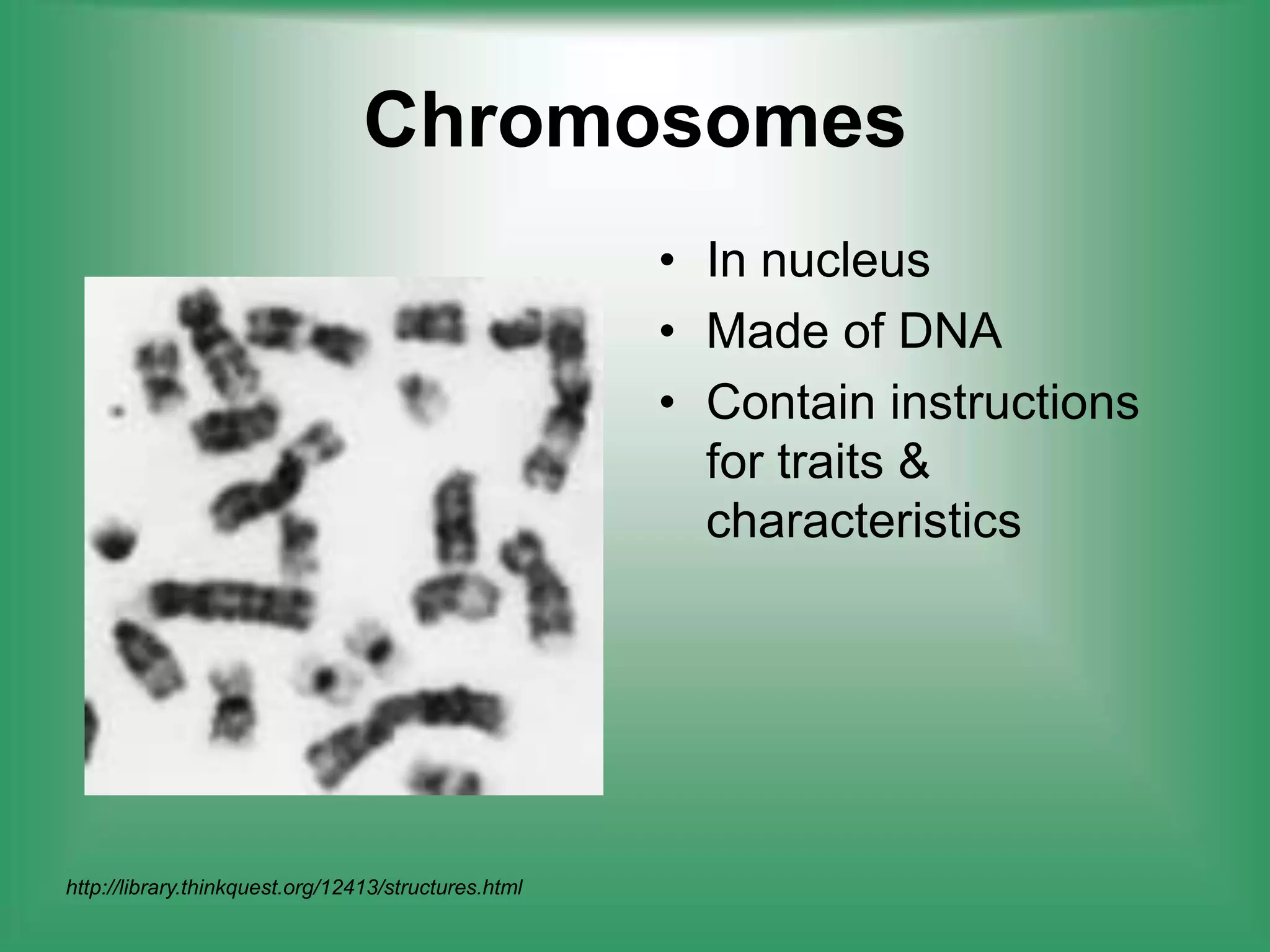 ChromosomesIn nucleusMade of DNAContain instructions for traits & characteristics http://library.thinkquest.org/12413/structures.html