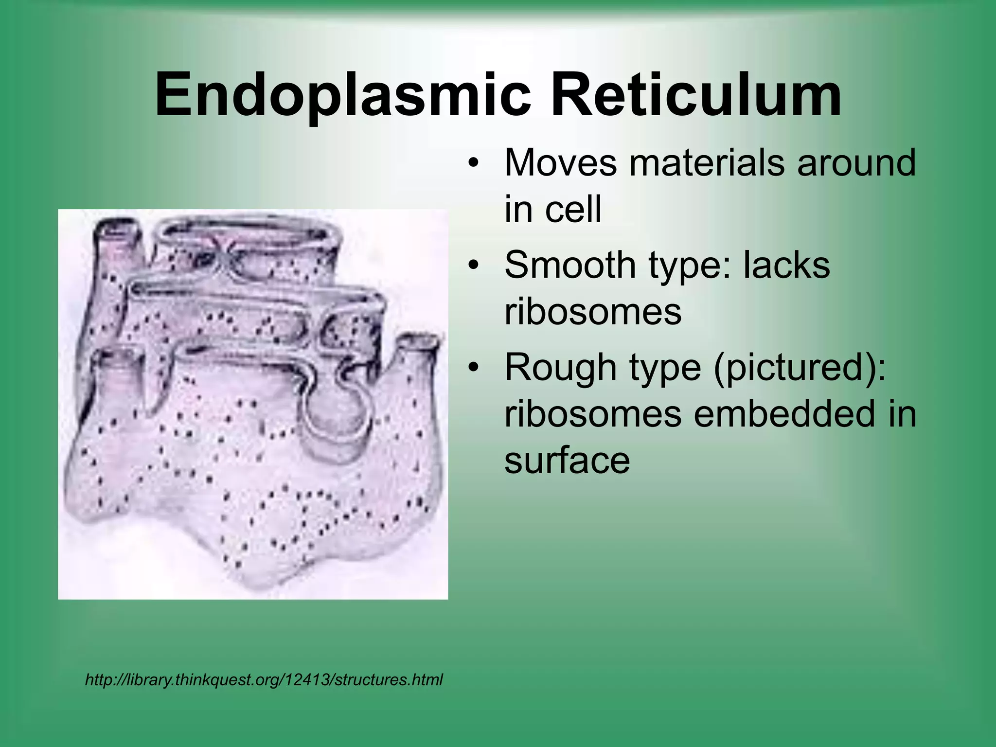 Endoplasmic ReticulumMoves materials around in cellSmooth type: lacks ribosomesRough type (pictured): ribosomes embedded in surface http://library.thinkquest.org/12413/structures.html