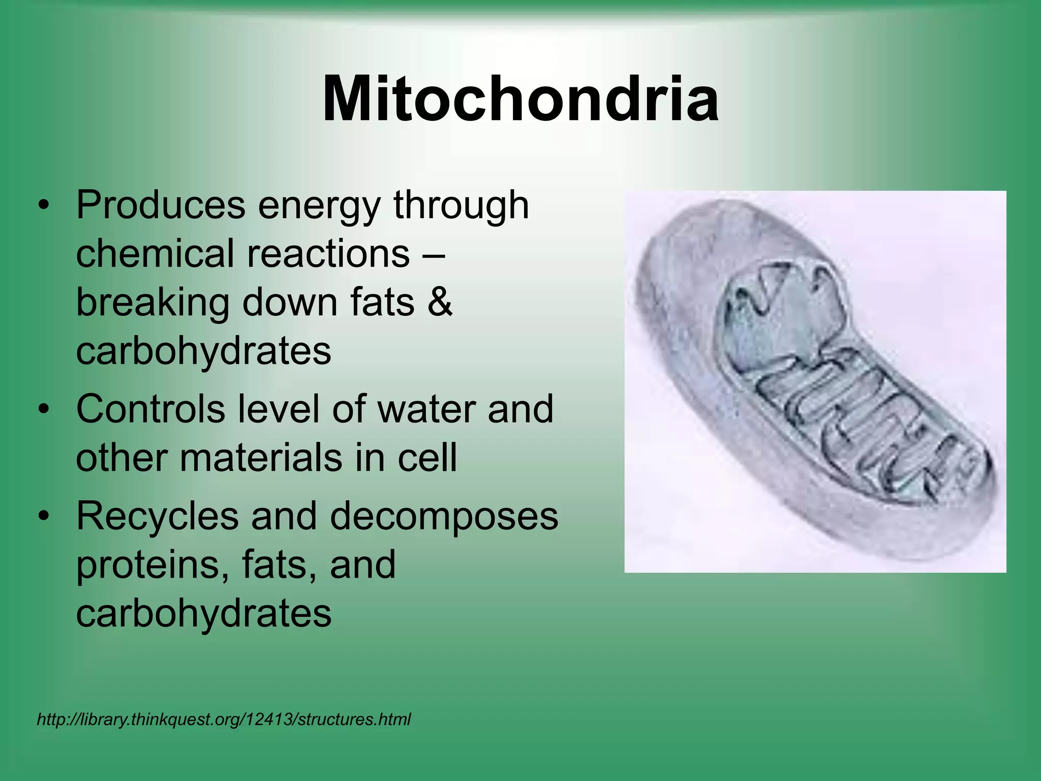 MitochondriaProduces energy through chemical reactions – breaking down fats & carbohydratesControls level of water and other materials in cellRecycles and decomposes proteins, fats, and carbohydrateshttp://library.thinkquest.org/12413/structures.html