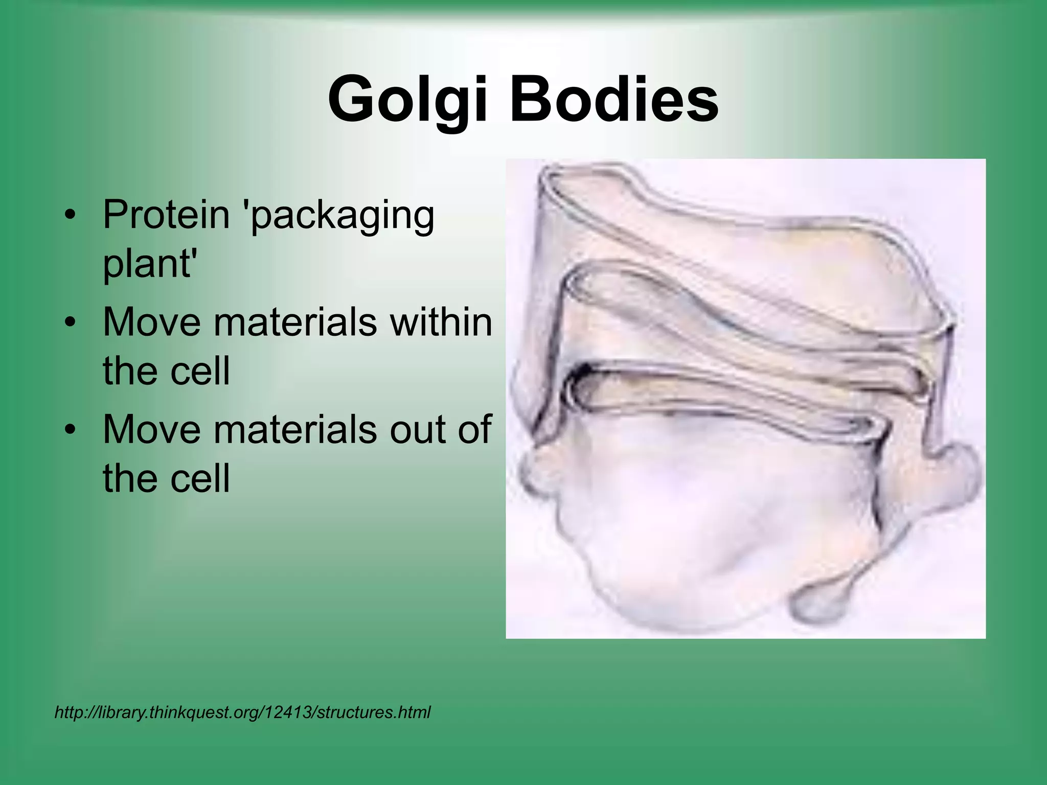 Golgi BodiesProtein 'packaging plant'Move materials within the cellMove materials out of the cellhttp://library.thinkquest.org/12413/structures.html