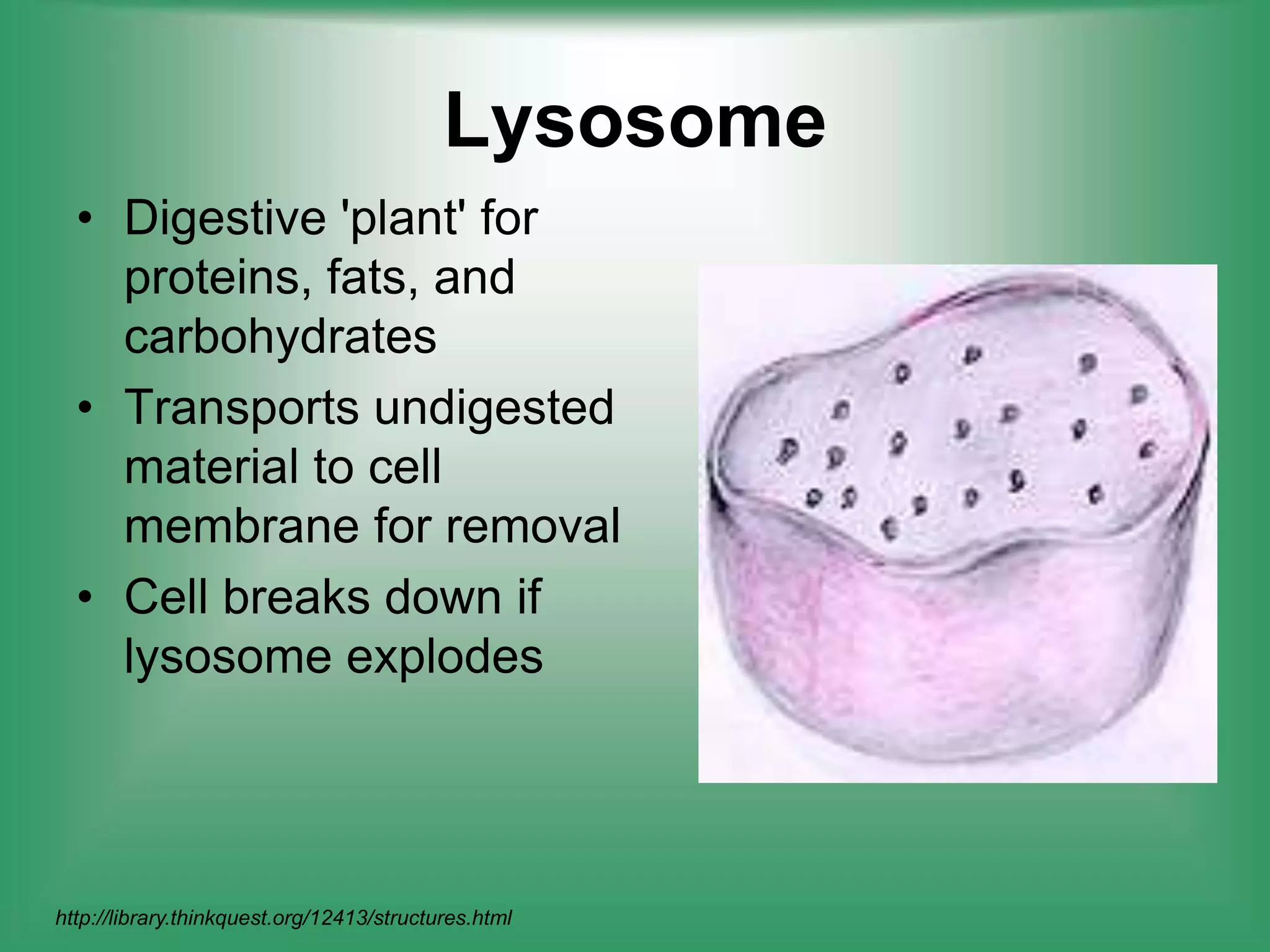 LysosomeDigestive 'plant' for proteins, fats, and carbohydratesTransports undigested material to cell membrane for removalCell breaks down if lysosome explodes http://library.thinkquest.org/12413/structures.html