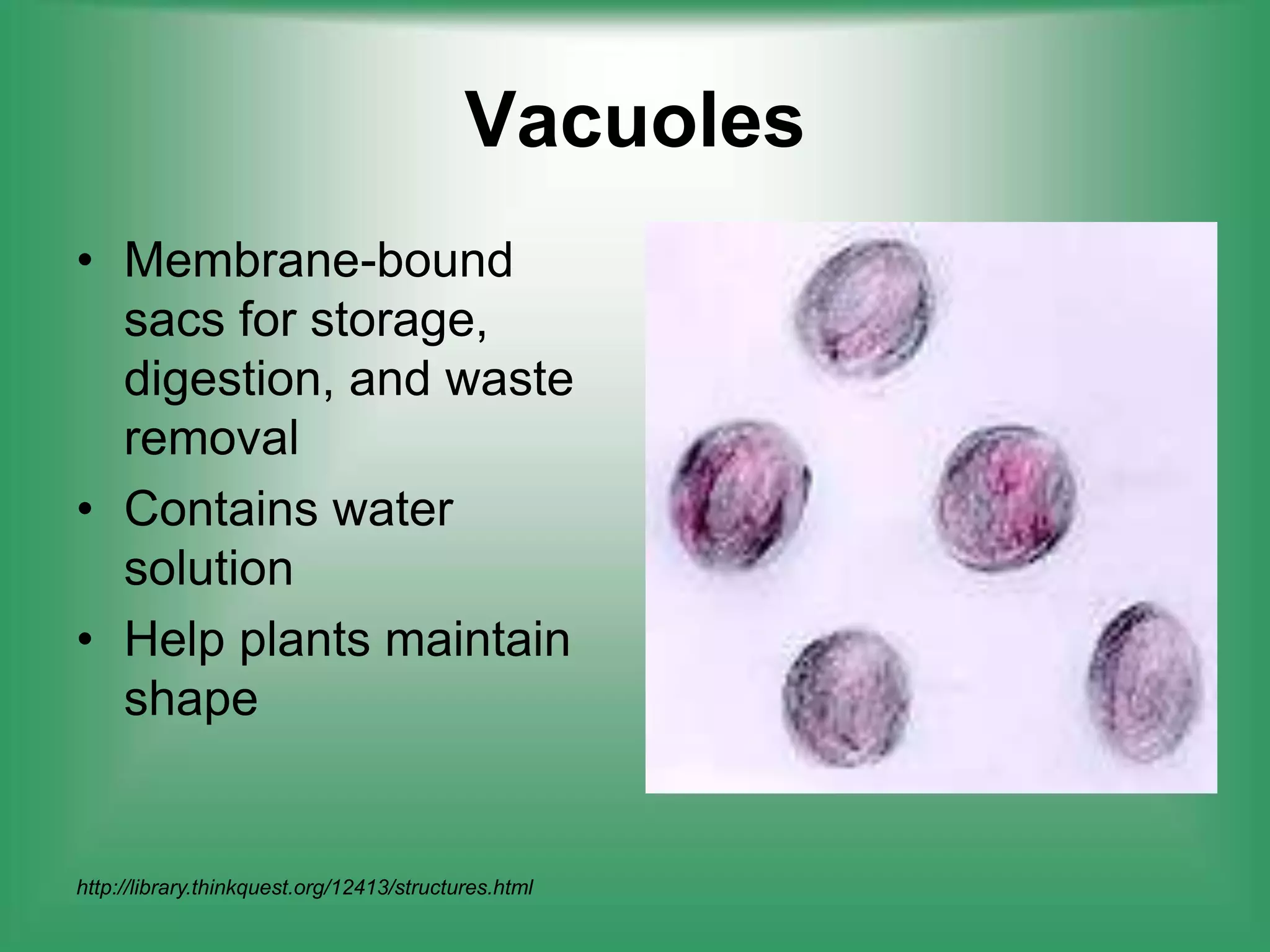 VacuolesMembrane-bound sacs for storage, digestion, and waste removalContains water solutionHelp plants maintain shapehttp://library.thinkquest.org/12413/structures.html