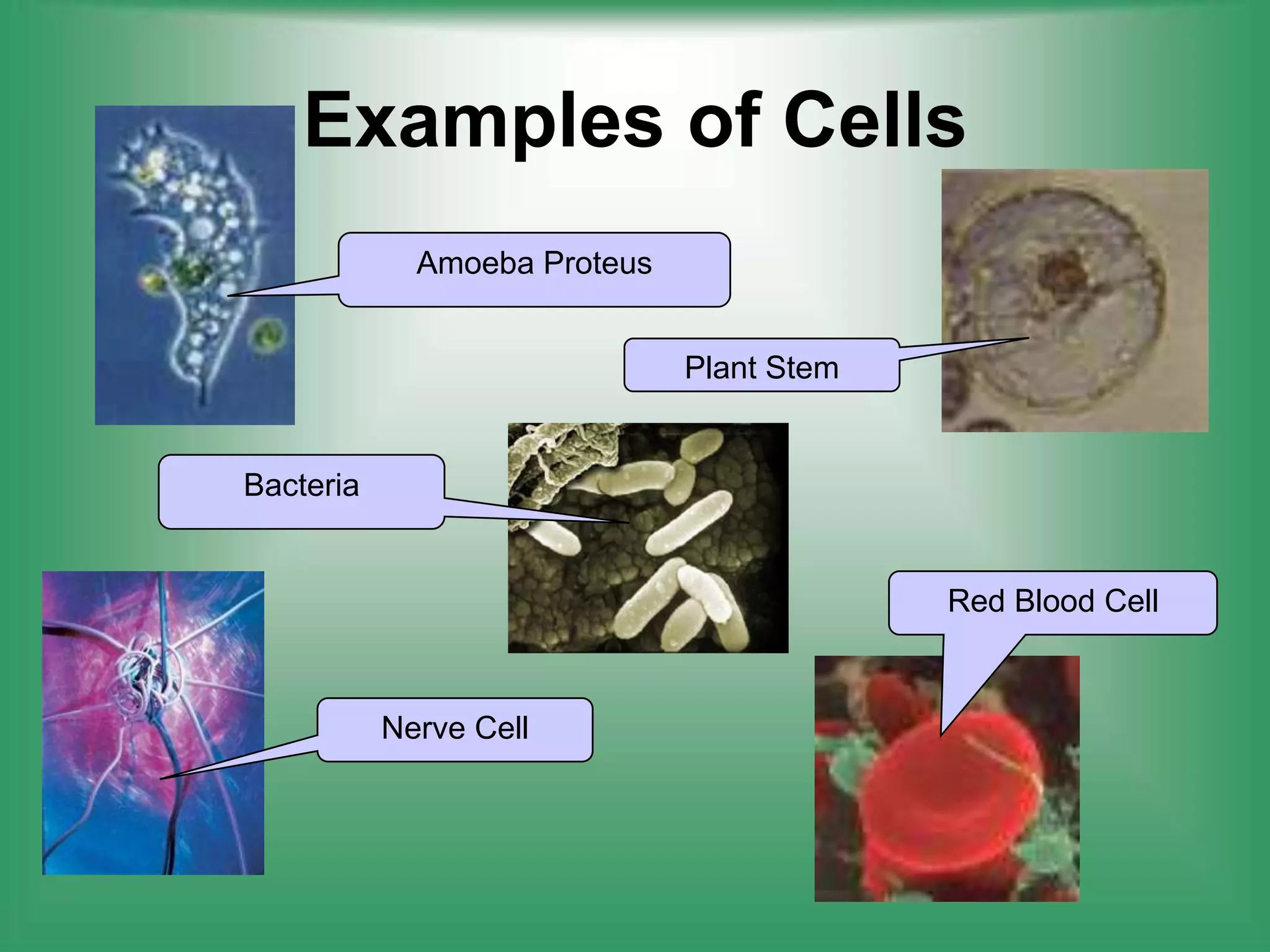 Examples of CellsAmoeba ProteusPlant StemBacteriaRed Blood CellNerve Cell