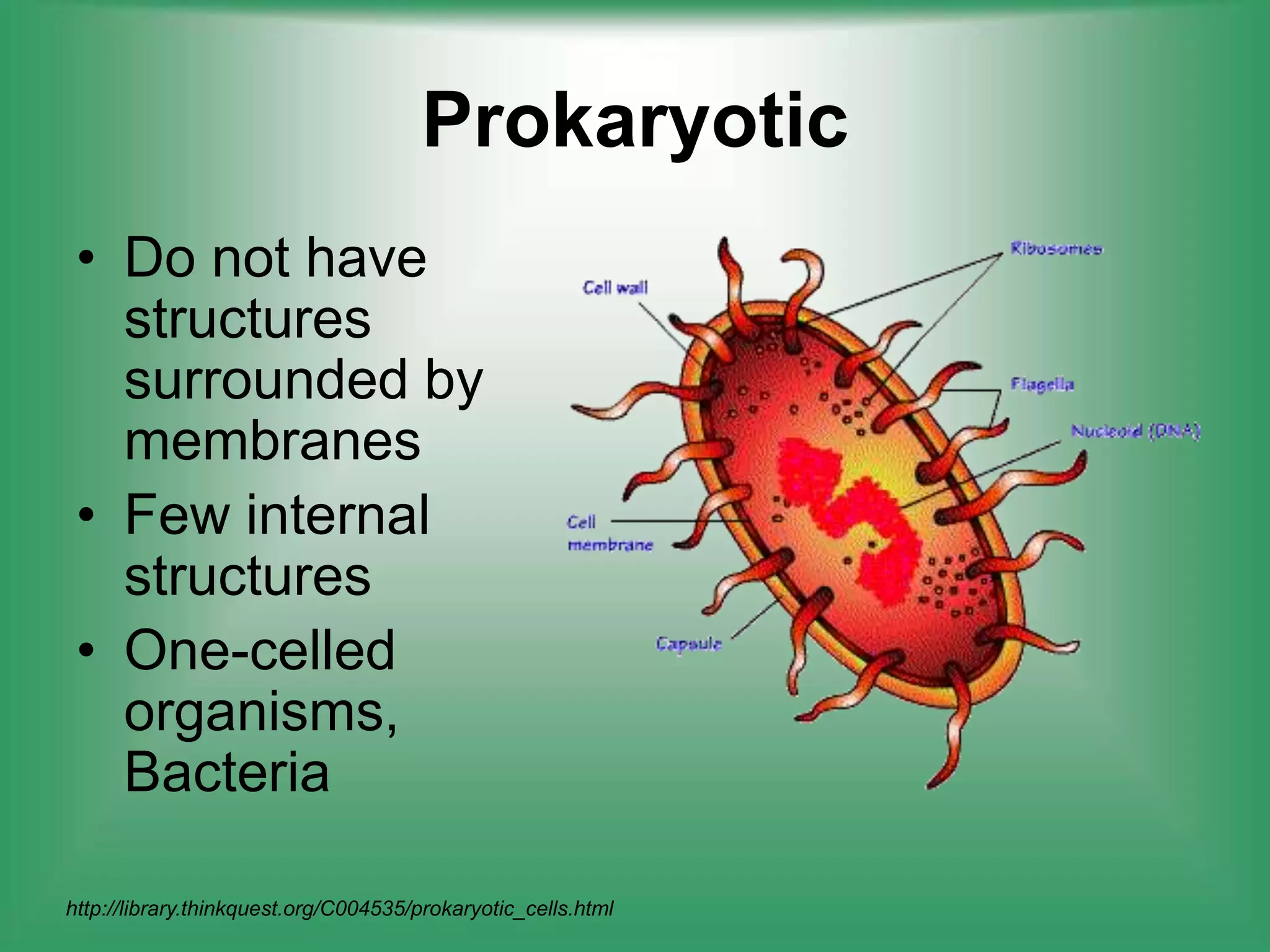 EukaryoticProkaryoticDo not have structures surrounded by membranesFew internal structuresOne-celled organisms, Bacteria http://library.thinkquest.org/C004535/prokaryotic_cells.html