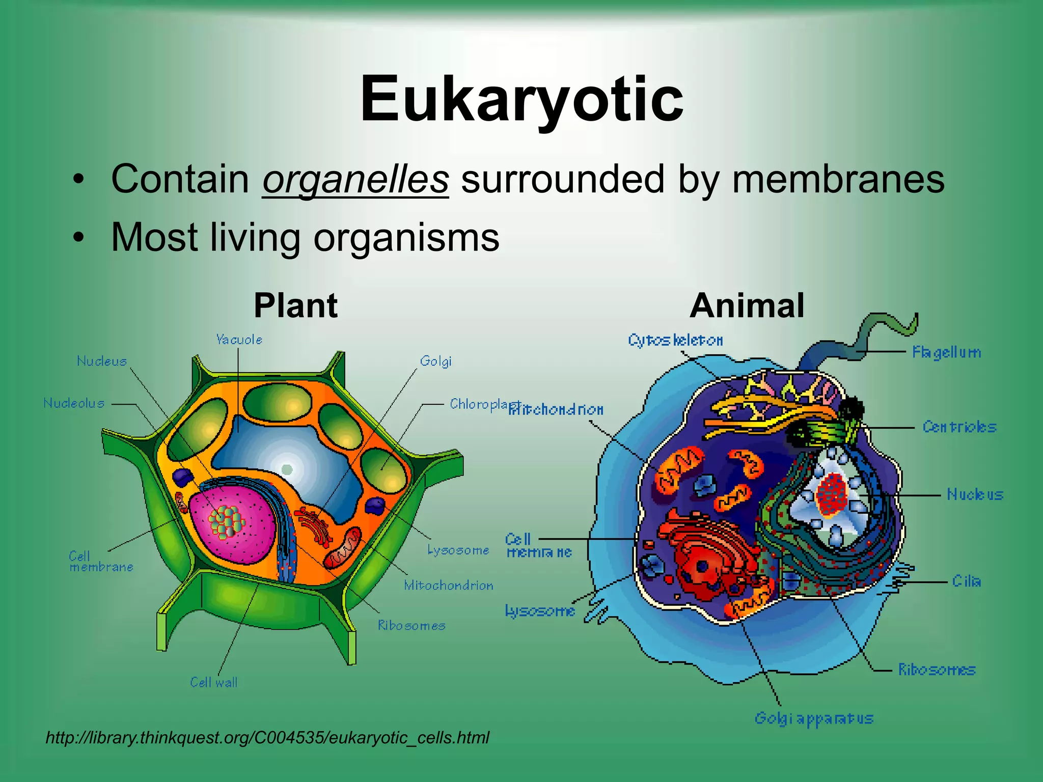 EukaryoticContain organelles surrounded by membranesMost living organismsPlantAnimalhttp://library.thinkquest.org/C004535/eukaryotic_cells.html