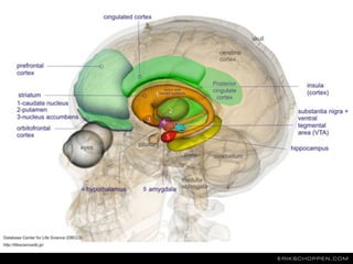 4
4
Posterior
cingulate
cortex
motor and
reward systems
5
5
ERIKSCHOPPEN.COM
 
