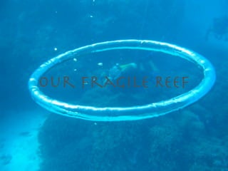 Our Fragile Reef
 